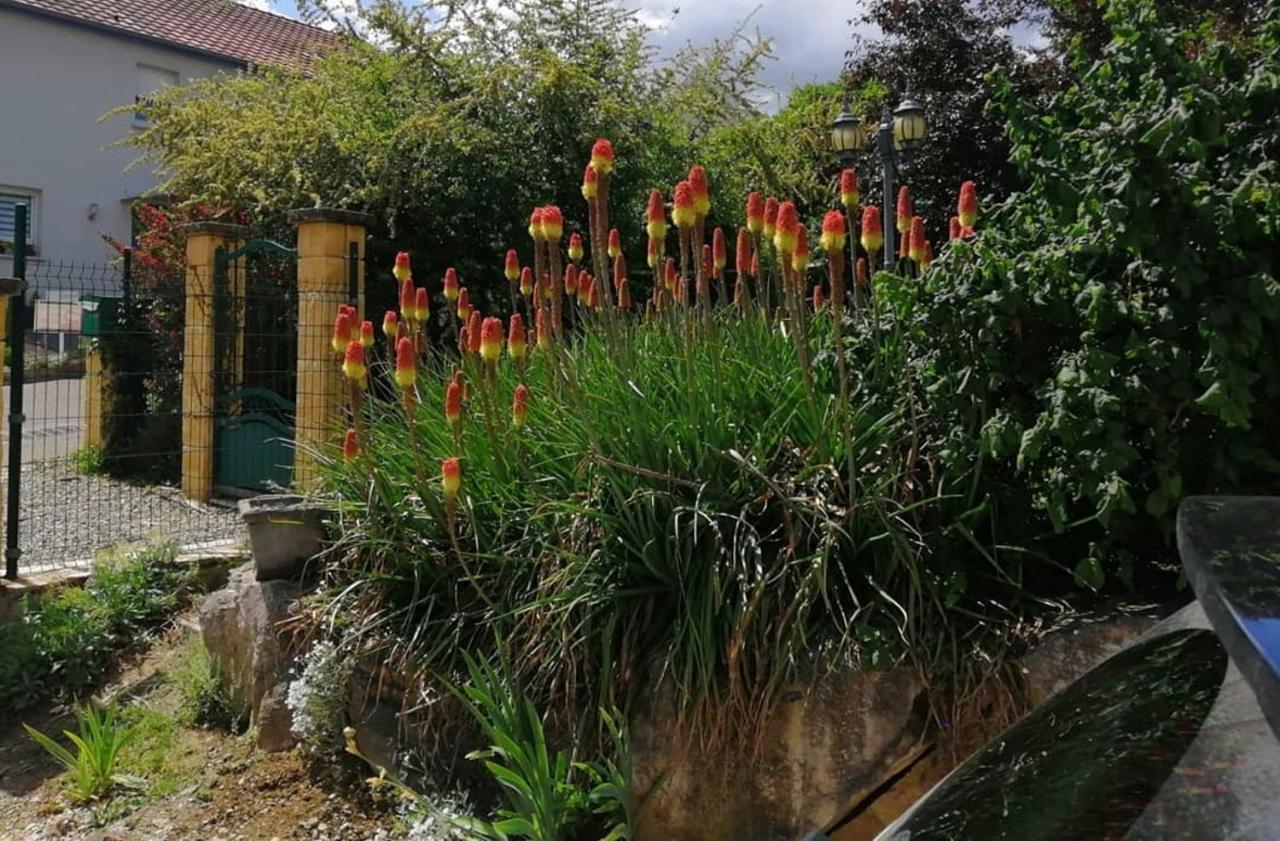 Chez Olivier Et Josette Sur Mulhouse Sud Apartman Illfurth Kültér fotó